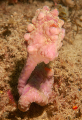 Halisarca australiensis
