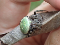 Neoscona rufipalpis