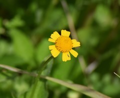 Acmella oppositifolia