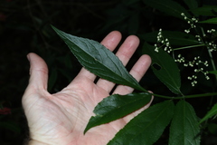 Sambucus australasica