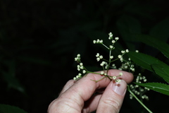 Sambucus australasica