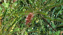 Alvaradoa amorphoides