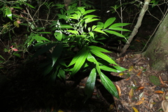 Sambucus australasica