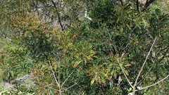 Alvaradoa amorphoides