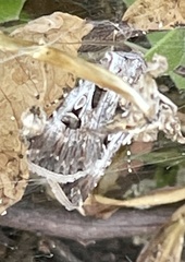 Agrotis munda