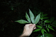 Sambucus australasica