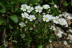 Cerastium strictum
