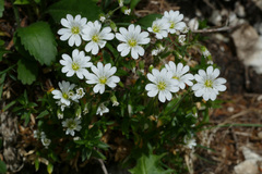 Cerastium strictum