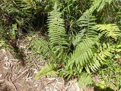 Polystichum proliferum