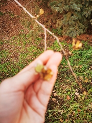 Magnoliopsida