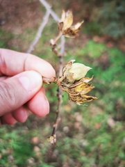 Magnoliopsida