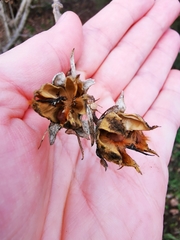 Magnoliopsida