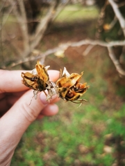 Magnoliopsida