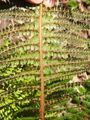 Polystichum proliferum