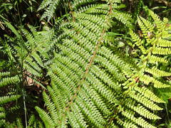 Polystichum proliferum