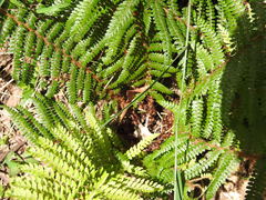 Polystichum proliferum