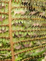 Polystichum proliferum