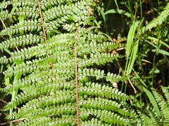 Polystichum proliferum