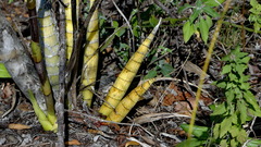 Image of Cyrtopodium macrobulbon