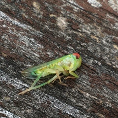 Rosopaella leurensis