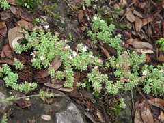 Sedum potosinum