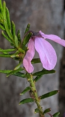 Tetratheca pilosa