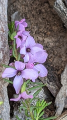Tetratheca pilosa