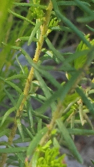 Tetratheca pilosa