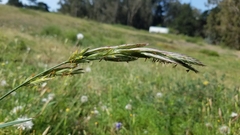 Bromus maritimus