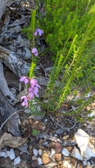 Tetratheca pilosa