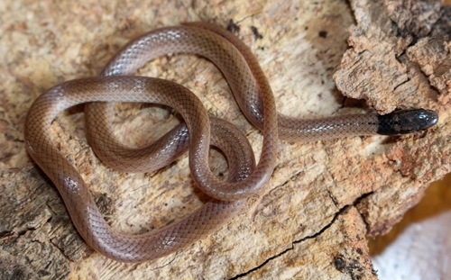 Cape Centipede-Eater