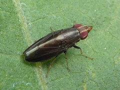 Cephaloconus tenebrosus