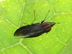 Cephaloconus tenebrosus