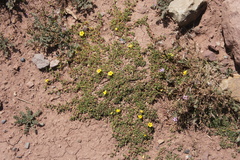 Oxalis bisfracta