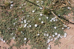 Glandularia microphylla