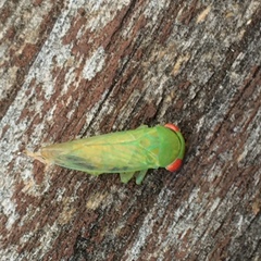 Rosopaella leurensis