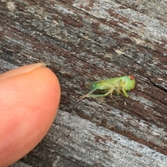 Rosopaella leurensis