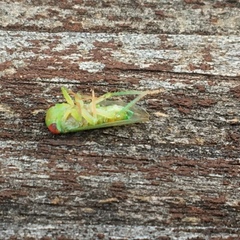 Rosopaella leurensis