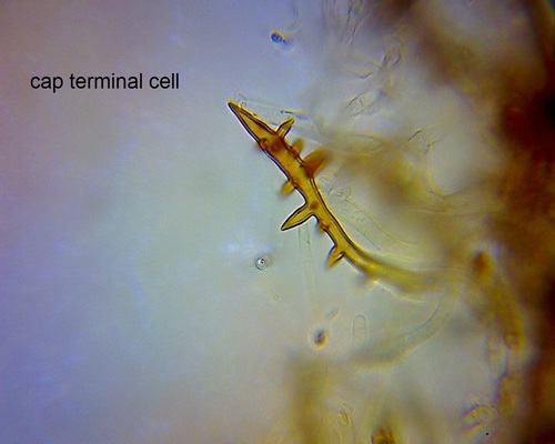 Echinochaete russiceps image