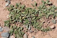 Heliotropium microstachyum