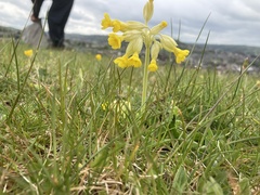 Primula veris