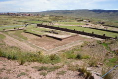 Heliotropium microstachyum