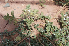 Heliotropium microstachyum