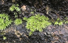 Leucobryum scabrum
