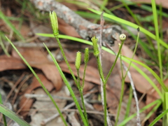 Hypoxis pratensis
