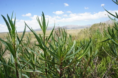 Senecio rudbeckiifolius