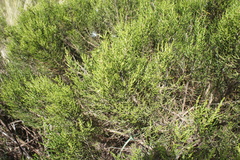 Parastrephia lepidophylla