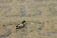 Anas platyrhynchos