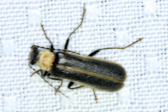 Podabrus flavicollis