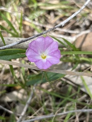 Polymeria